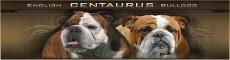 centaurus-English-bulldog-kennel English bulldog puppies in Poland ou Pologne
