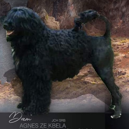 chien d&rsquo;eau portugais : Agnes Ze Kbela