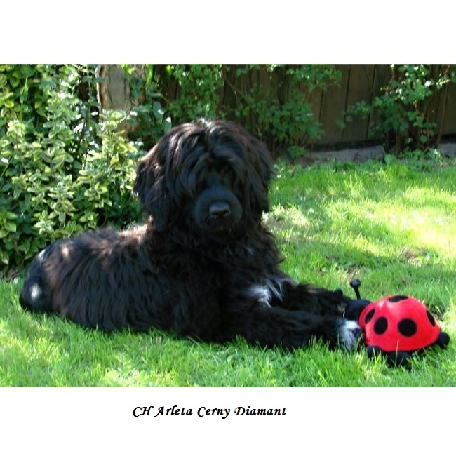 chien d&rsquo;eau portugais : CH Arleta Cerny Diamant