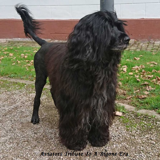 chien d&rsquo;eau portugais : Aviators Tribute To A bygone Era