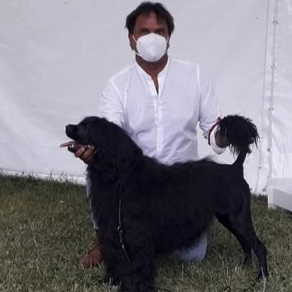 chien d eau portugais
