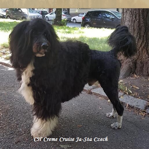 chien d&rsquo;eau portugais : CH Creme Cruise Ja-Sta Czech