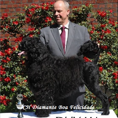 chien d&rsquo;eau portugais : CH Diamante Boa Felicidade