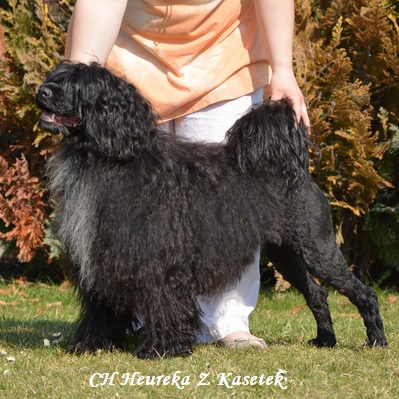 chien d&rsquo;eau portugais : CH Heureka Z Kasetek