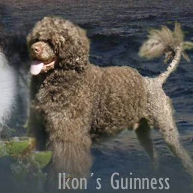 chien d&rsquo;eau portugais : Ikon&rsquo;s Guinness