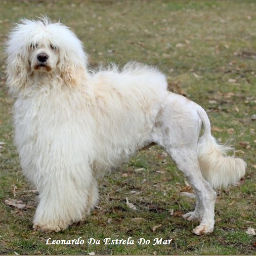 chien d&rsquo;eau portugais : Leonardo Da Estrela Do Mar