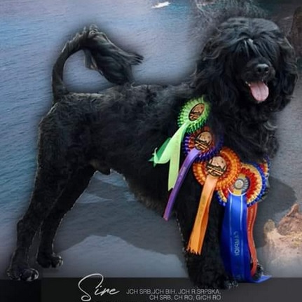 chien d&rsquo;eau portugais : CH Lotrando Z Kasetek