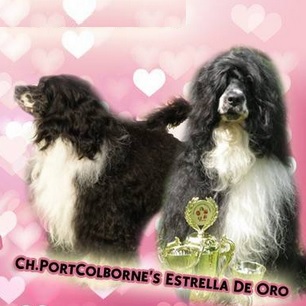 chien d&rsquo;eau portugais : CH Portcolbornes Estrella De Oro