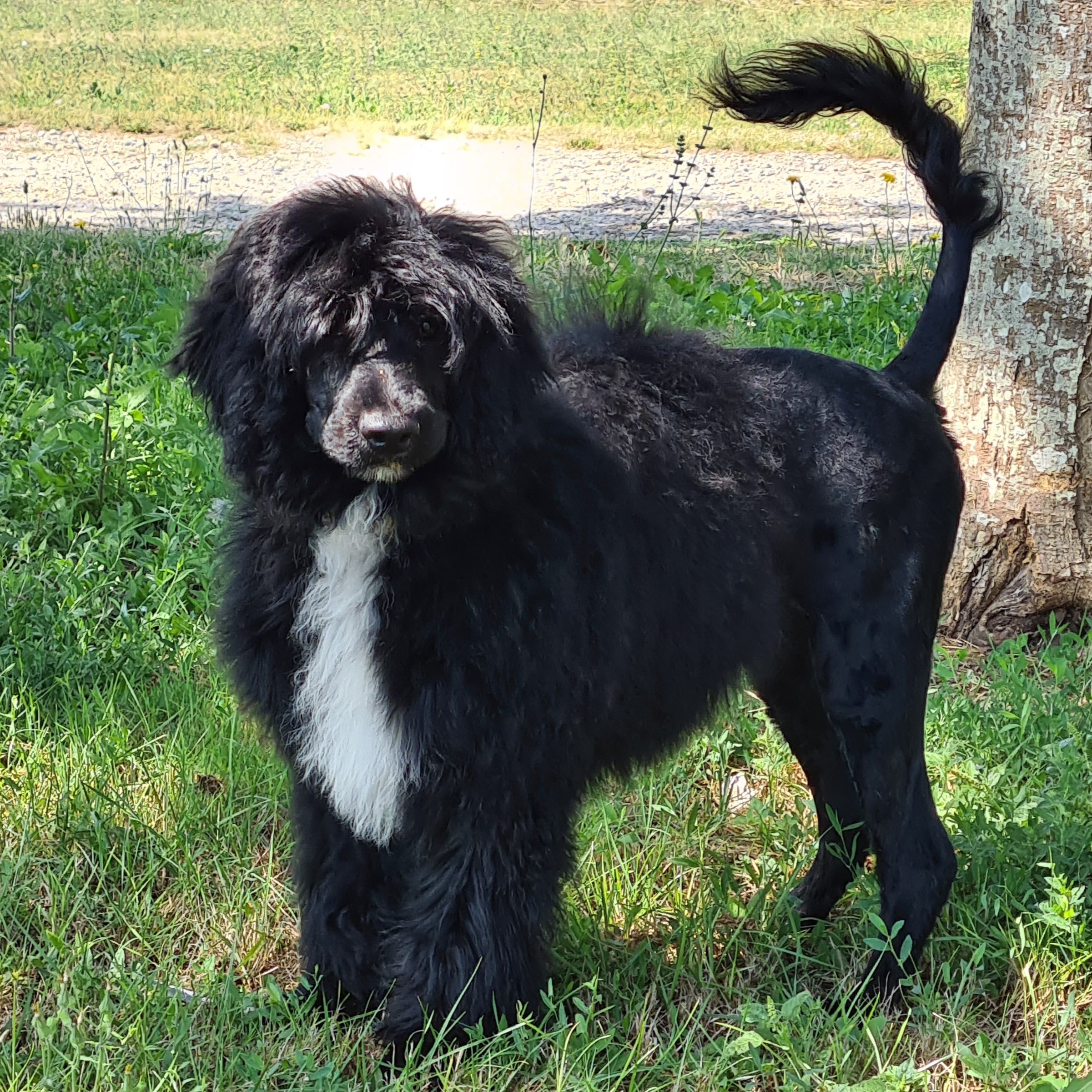 Portuguese water dog