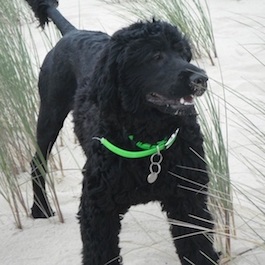Chien d'eau portugais