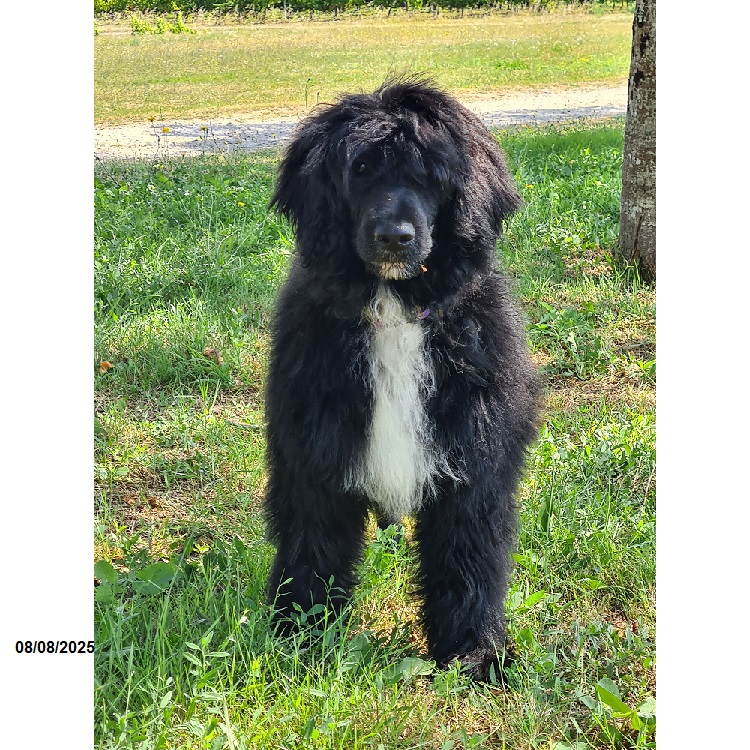 chiot chien d'eau portugais