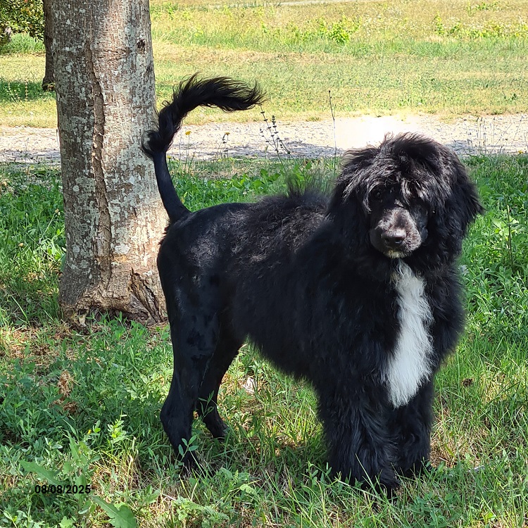 chiot chien d'eau portugais