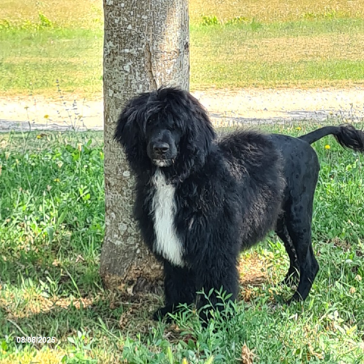 chiot chien d'eau portugais