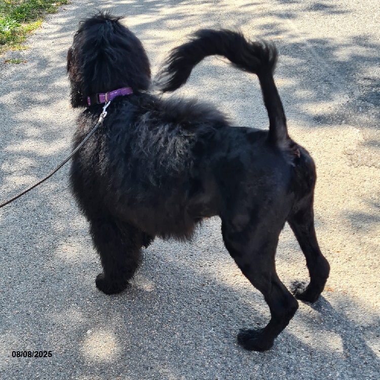 chiot chien d'eau portugais