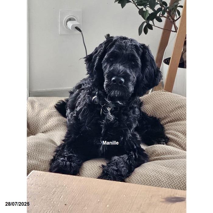 chiot chien d'eau portugais