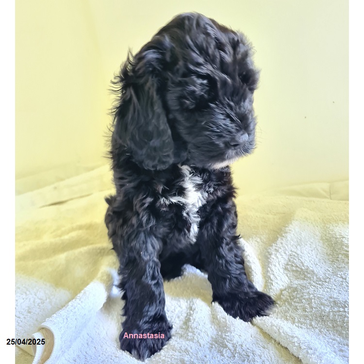 chiot chien d'eau portugais