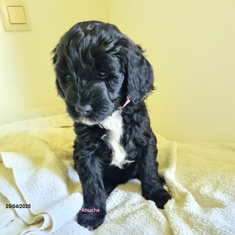 chiot chien d'eau portugais