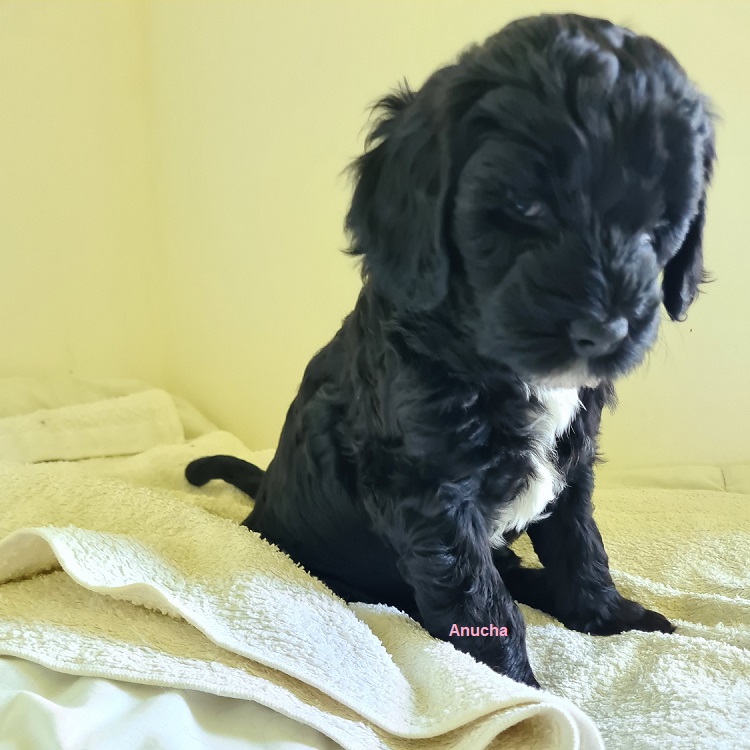 chiot chien d'eau portugais