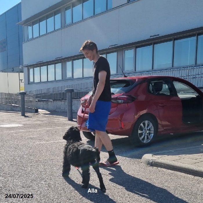 chiot chien d'eau portugais