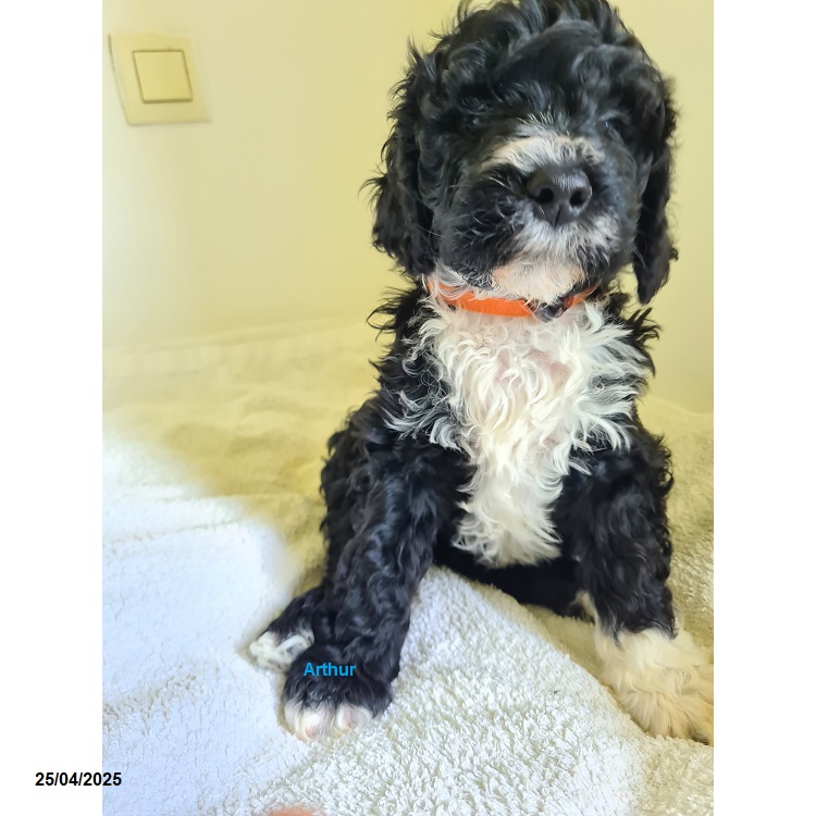 chiot chien d'eau portugais