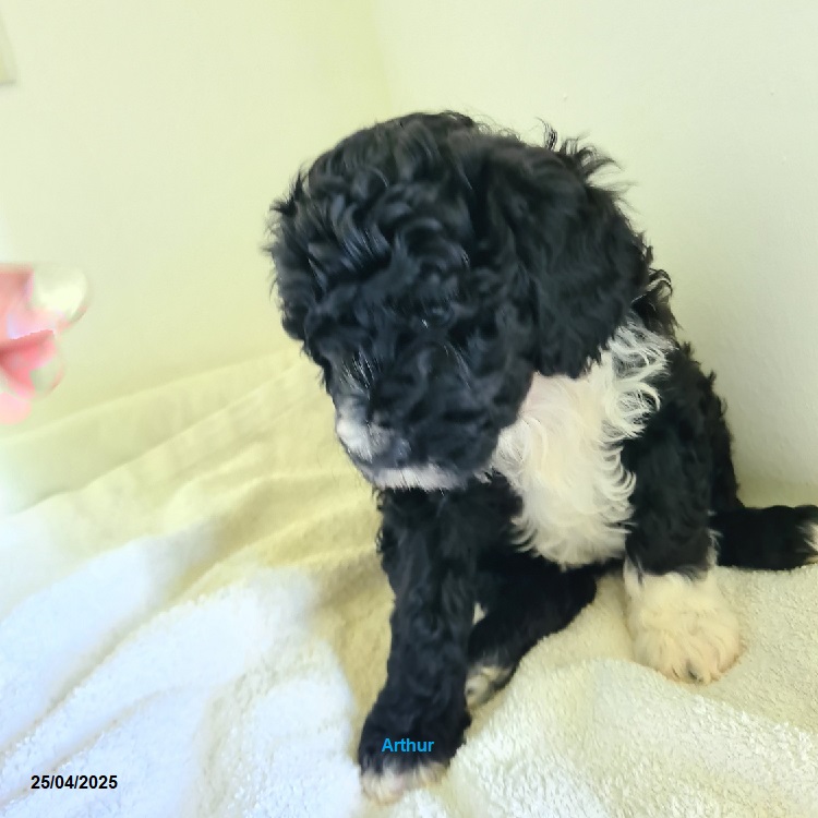 chiot chien d'eau portugais