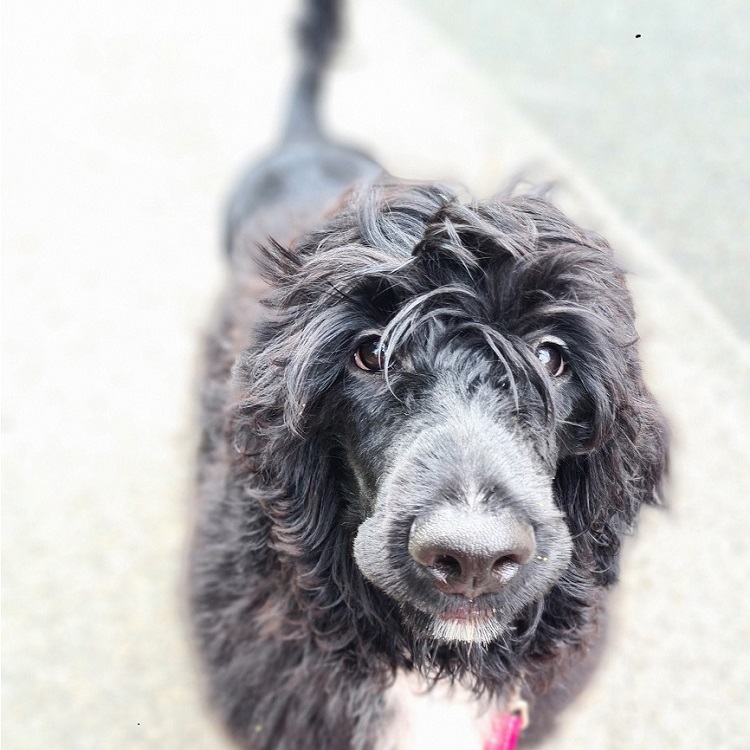 chiot chien d'eau portugais