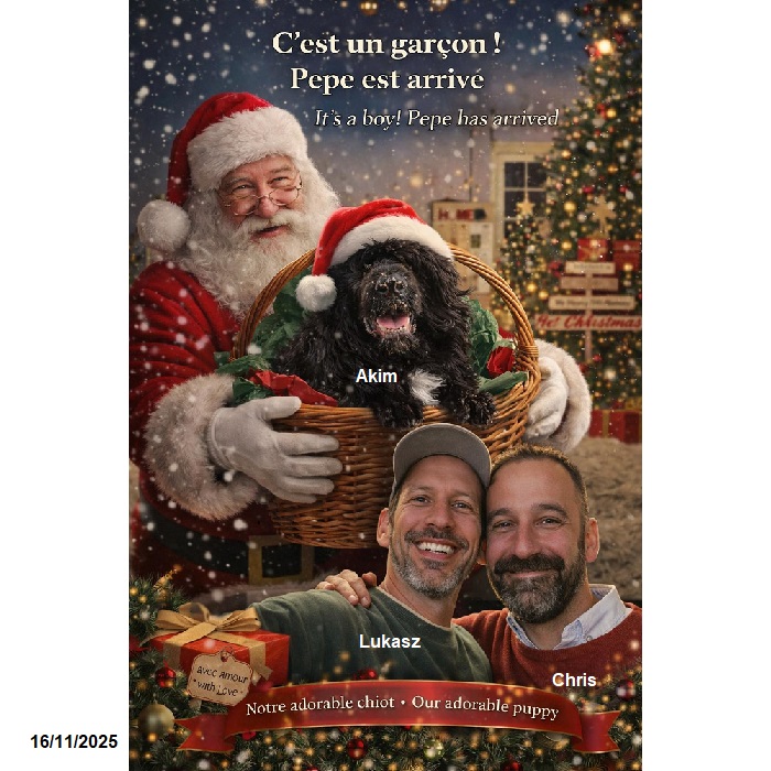 chiot chien d'eau portugais