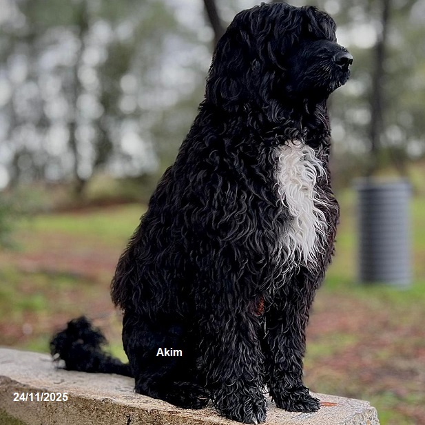 chiot chien d'eau portugais