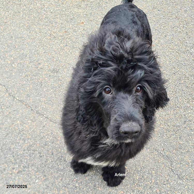 chiot chien d'eau portugais