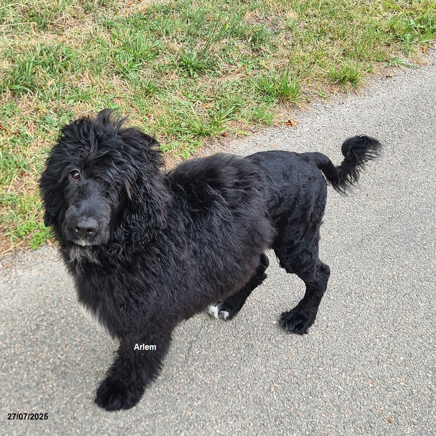 chiot chien d'eau portugais