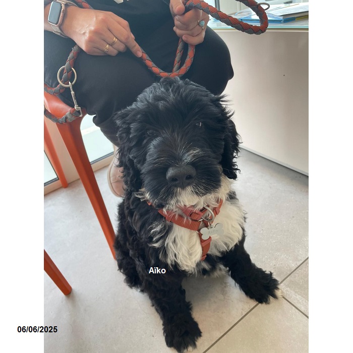 chiot chien d'eau portugais