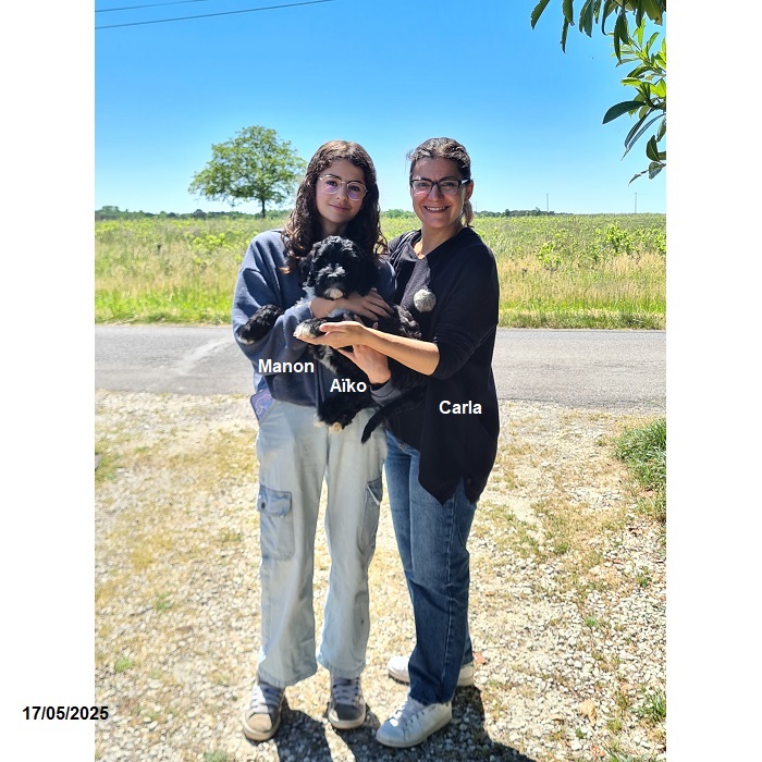 chiot chien d'eau portugais