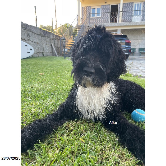 chiot chien d'eau portugais