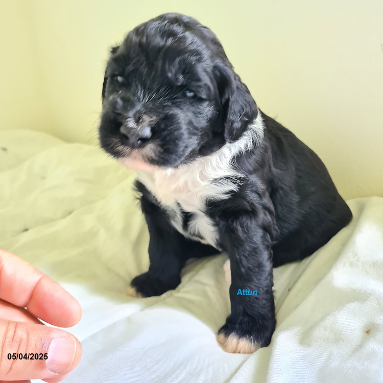 chiot chien d'eau portugais