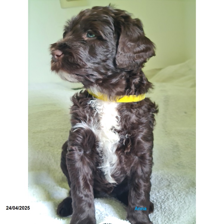 chiot chien d'eau portugais