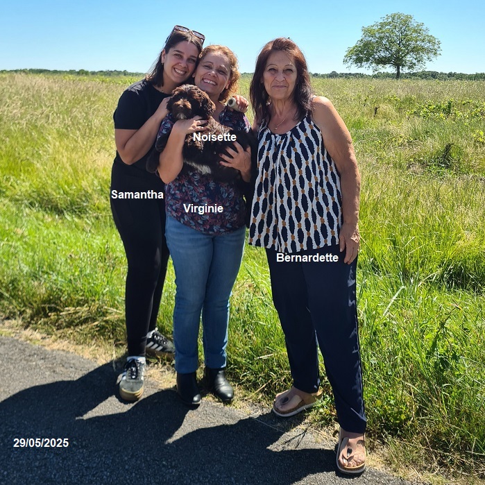 chiot chien d'eau portugais