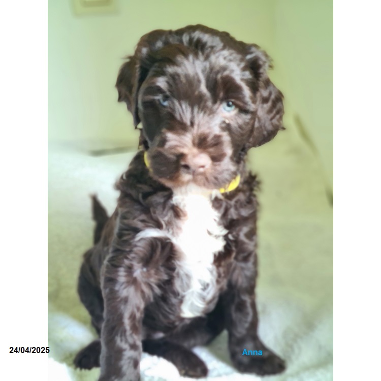 chiot chien d'eau portugais