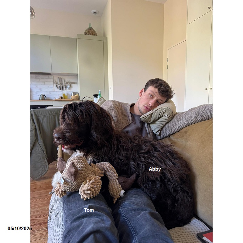 chiot chien d'eau portugais