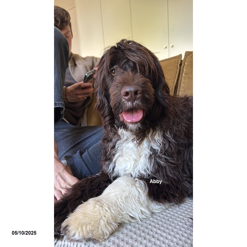 chiot chien d'eau portugais