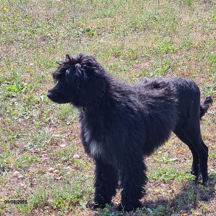 chiot chien d'eau portugais