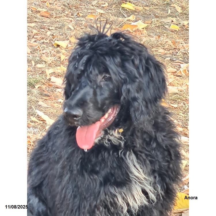 chiot chien d'eau portugais