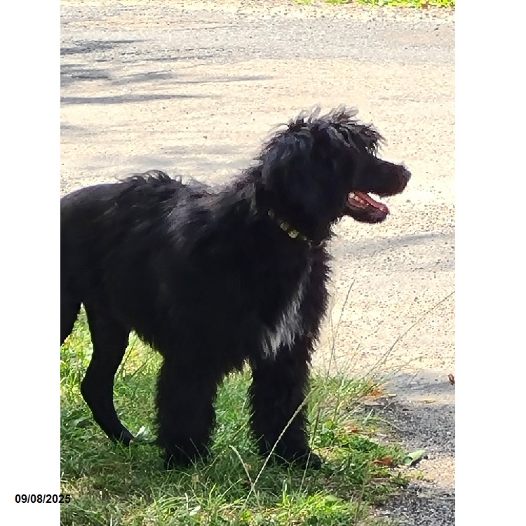 chiot chien d'eau portugais