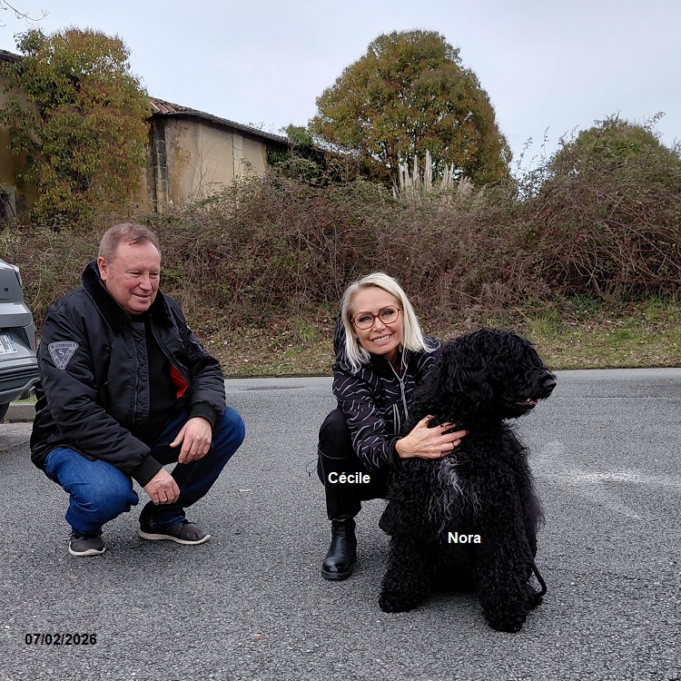 chiot chien d'eau portugais
