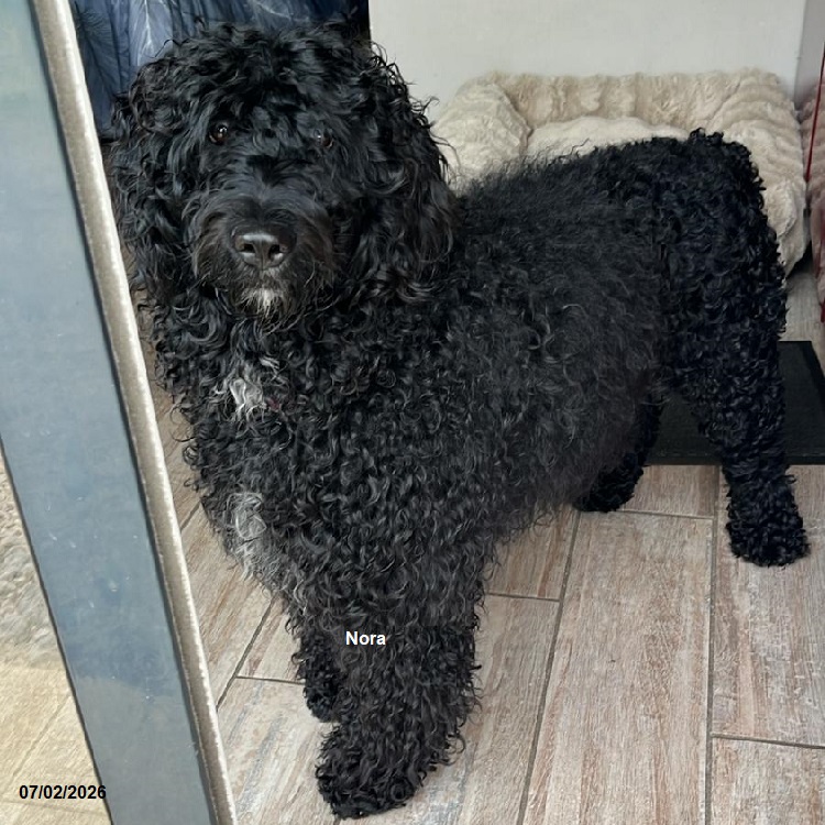 chiot chien d'eau portugais