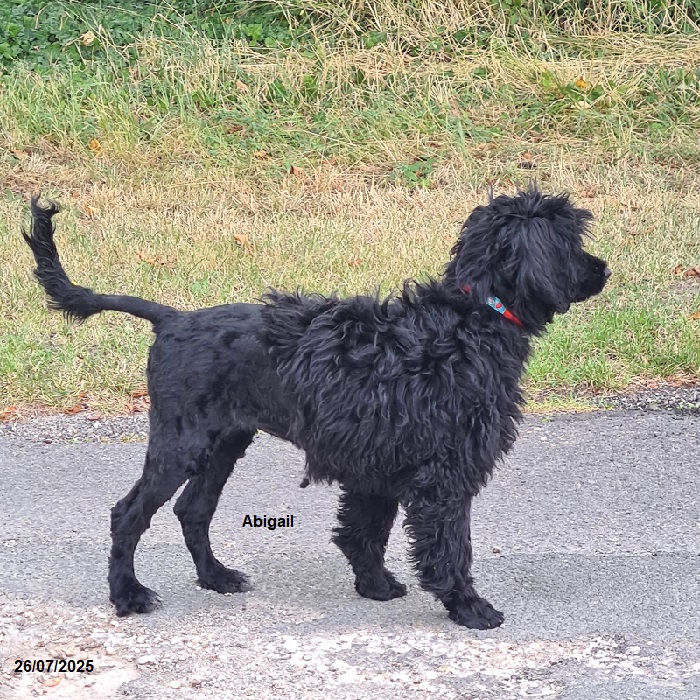 chiot chien d'eau portugais