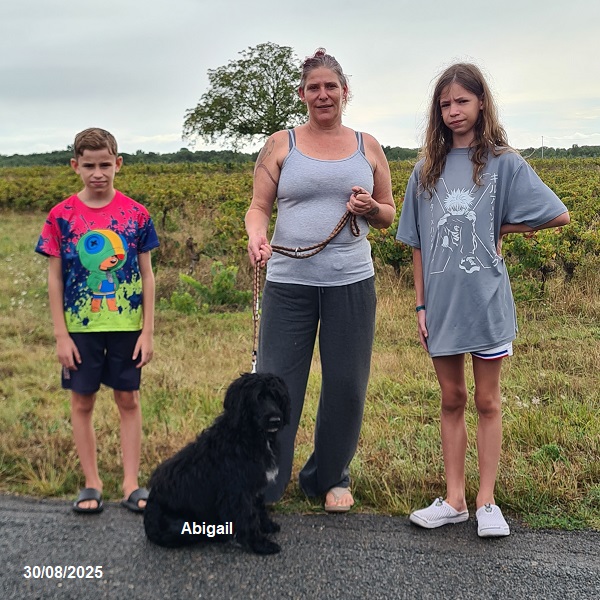 chiot chien d'eau portugais