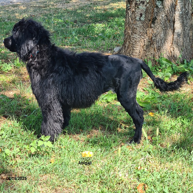 chiot chien d'eau portugais