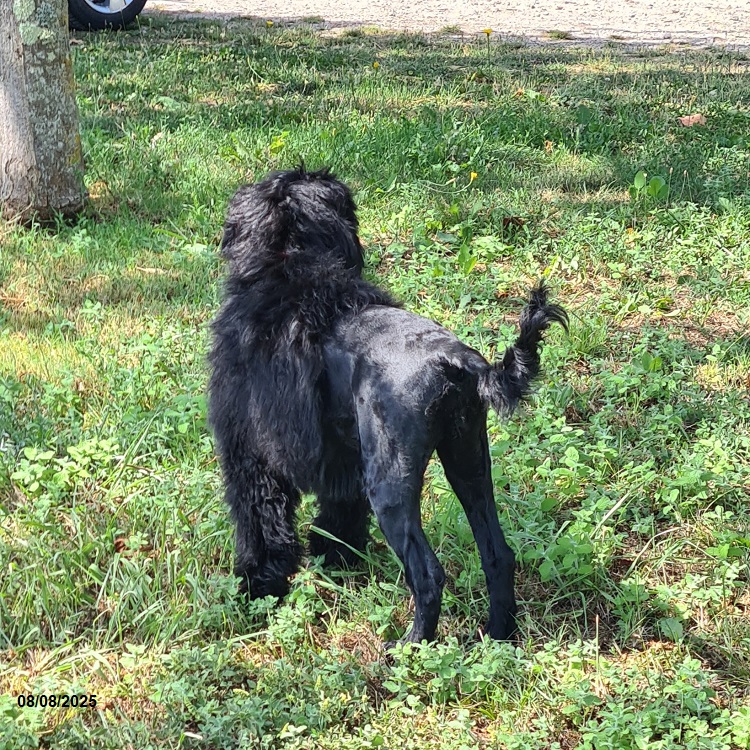 chiot chien d'eau portugais