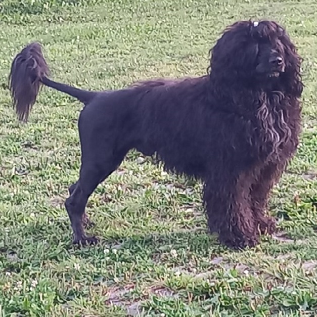 etalon chien d'eau portugais