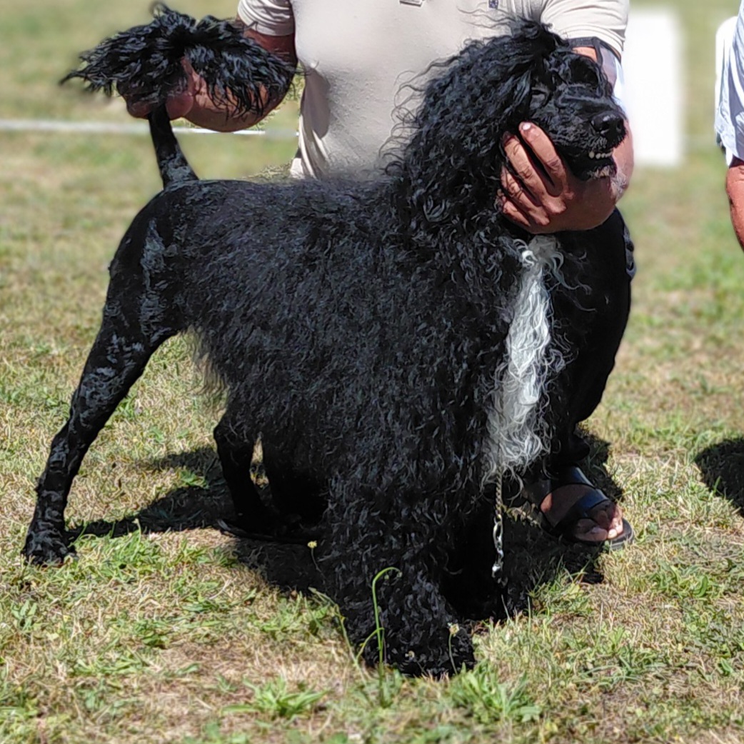 femelle chien d&rsquo;eau portugais